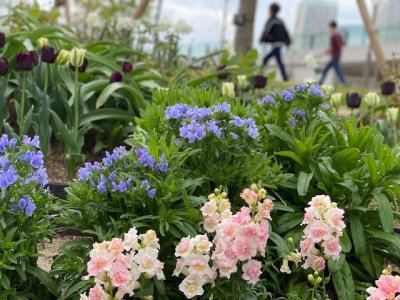 メインガーデン / 手前のキンギョソウやエキウムは豊洲公園で秋に種をまき、豊洲で育ったものです