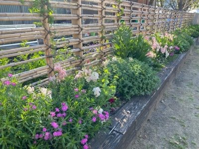 遊具横ボーダーガーデン / ナデシコとキンギョソウは冬中咲き続けてくれました。春の花はこれからが見頃!