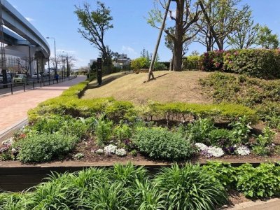 フロントガーデン / 花はまだこれからですが手前のヘメロカリスやキャットミントがモリモリになりました