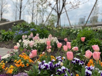 メインガーデン / チューリップ アプリコットビューティが一番見頃だった頃です