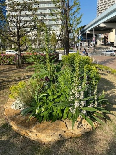 石積みガーデン / 巨大なエキウム ピ二ナナが白い花をつけ始めました。競い合って成長しています