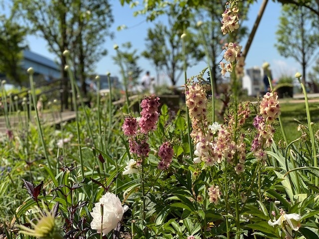 5 6月のガーデン風景と花の名前 ガーデン情報 イベント情報 豊洲ぐるりパーク 江東区 豊洲ふ頭内公園