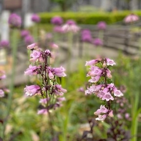 ペンステモン ダークタワーズ Penstemon 'Dark Towers' / 赤葉が魅力的な多年草。花は5月頃。種姿も素敵です / メインガーデン