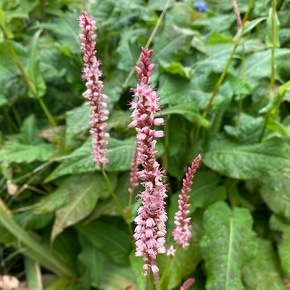 ペルシカリア アンプレクシカウリス ロゼア Persicaria amplexicaulis 'Rosea' / 夏の大型多年草。繰り返しよく咲く / 石積みガーデン、遊具横ボーダーガーデン