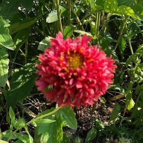 ガイラルディア ラズルダズル Gaillardia pulchella 'Razzle Dazzle' / 朱色やイエロー等。花びらの形が面白い / 石積みガーデン・遊具横ボーダーガーデン *豊洲産