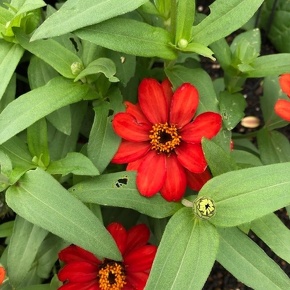 ジニア プロフュージョン レッド Zinnia hybrid 'Profusion Red' / 赤色の小型のヒャクニチソウ / TOYOSU花文字 *豊洲産
