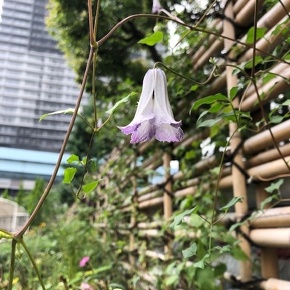 クレマチス ラディアンス Clematis ' Radiance'/ ベル型の花のクレマチス / 遊具横ボーダーガーデン