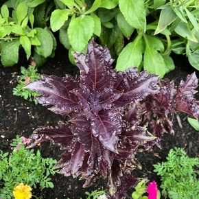 バジル パープルラッフルズ Ocimum basilicum 'Parple ruffles' / 紫葉のバジル。カラーリーフとして利用 / メインガーデン