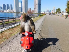 大人気のおサルさん!海の見えるステージへお越しください☆