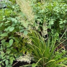 カラマグロスティス ブラキトリカ Calamagrostis brachytricha / 黄金に輝く秋の穂が存在感のある姿に / メインガーデン
