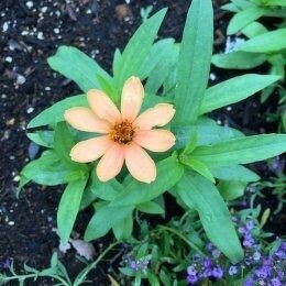 ジニア プロフュージョン アプリコット Zinnia hybrid 'Profusion Apricot' / アプリコット色の小型のヒャクニチソウ / TOYOSU花文字 *豊洲産