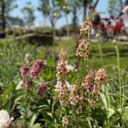 バーバスカム サザンチャーム Verbascum hybridum 'Southern Charm' / 個体差のある色でグラデーションに / メインガーデン