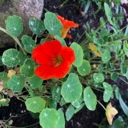 ナスタチウム / 食べられるエディブルフラワーとして人気の花。葉はラディッシュのような辛みが。花も食べられます / メインガーデン