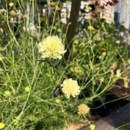 スカビオサ オクロレウカ Scabiosa ochroleuca / 春から夏にかけて良く咲く。淡黄色のマツムシソウ / メインガーデン・パークセンター前ガーデン