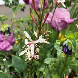 ガウラ スパークルホワイト Gaura lindheimeri 'Sparkle White'/ 別名白蝶草(ハクチョウソウ)この品種は一般のものより小ぶり / コンテナガーデン *豊洲産
