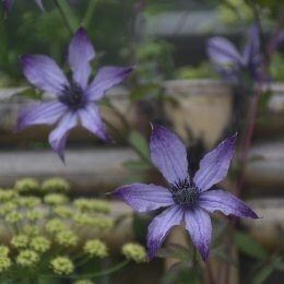 クレマチス 流星 Clematis 'Ryusei'/ 花びらの咲が紫になる花姿が特徴 / 遊具横ボーダーガーデン