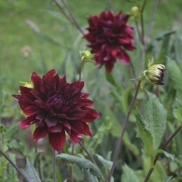 ダリア コクチョウ(黒蝶)Dahlia 'Kokucho' / ダークレッドのダリア。夏から秋にかけて咲く。 / メインガーデン