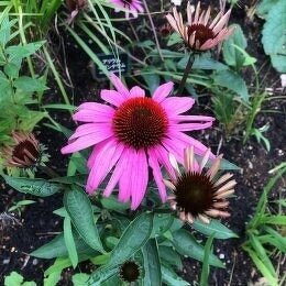 エキナセア プルプレア Echinacea purpurea / ハーブとしても有名。一番ベーシックな品種。別名紫バレンギク / メインガーデン