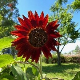 ヒマワリ F1クラレット Helianthus F1 Claret / 黒花のヒマワリ。光に透けると赤っぽい / メインガーデン・フロントガーデン*豊洲産