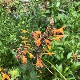アガスタシェ アプリコットスプライト Agastache aurantiaca 'Apricot Sprite' / さわやかな香りの花 / 遊具横ボーダーガーデン