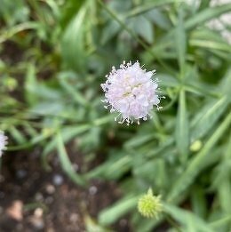 サクシセラ‘フロステッド パールズ’Succisella inflexa 'Frosted Pearls'/ 雪のような白い玉がチラチラと。サクシサより小ぶり