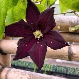 クレマチス ロマンティカ Clematis 'Romantika / 黒に近い濃い紫で花付きの良い中輪のクレマチス / 遊具横ボーダーガーデン