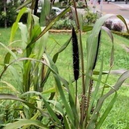 クロキビ Pennisetum glaucum / 黒い穂と黒い葉が魅力的 /コンテナガーデン、石積みガーデン *豊洲産
