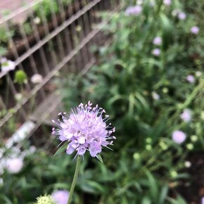 サクシサ プラテンシス Succisa pratensis / 晩夏から咲き始める秋の花。丸くて小さな青い花が星のよう / パークセンター前ガーデン