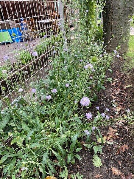 パークセンター前ガーデン / 青い球状の花が咲き始めました。晩夏~秋に咲く珍しい花。サクシサ プラテンシス