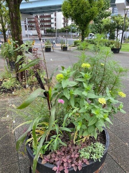 コンテナガーデン / クロキビとグリーンのジニアが落ち着いた色合いの秋の色です