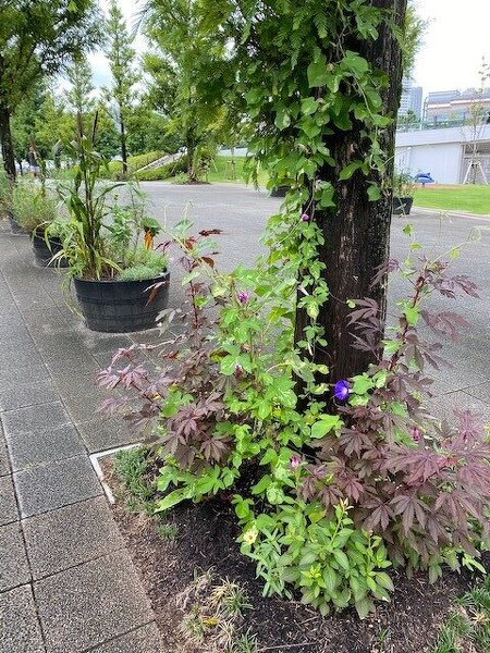 アプローチガーデン / 赤葉のハイビスカスなど珍しい植物に加え見慣れた朝顔やヒマワリが自由に育っています