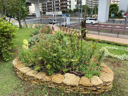 石積みガーデン / ペルシカリアやガイラルディアが馴染んで落ち着いた自然な景色に