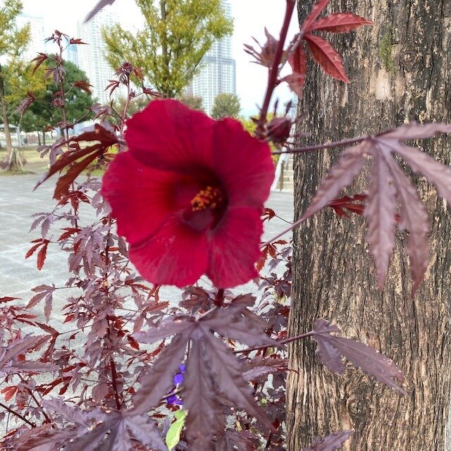 11 12月のガーデン風景と花の名前 季節の植物 ガーデン情報 豊洲ぐるりパーク 江東区 豊洲ふ頭内公園