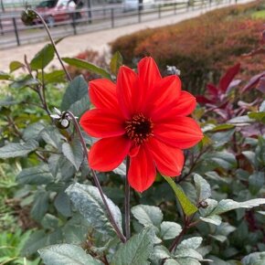 ダリア　ビショップズチルドレン　Dahlia 'Bishop's Children' /　オレンジから赤の花が咲く黒葉のダリア。エディブルフラワーとして種から育てられます