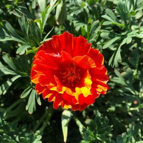 ハナビシソウ(混合) Eschscholzia californica / 淡黄色~濃オレンジで一重または八重咲のひらひらした花が咲く。別名エスコルチア / メインガーデン *豊洲産