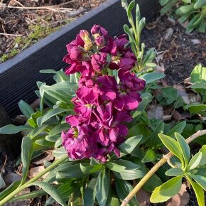 ストック バレンタインビバ Matthiola incana'Valentine Viva' / 濃い紫の高性のストック / メインガーデン *豊洲産
