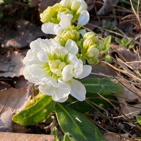 ストック マイムホワイト Matthiola incana / 白色の背の低いストック / *豊洲産