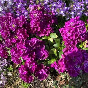 ストック マイムパープル Matthiola incana / 濃いピンクの背の低いストック / *豊洲産