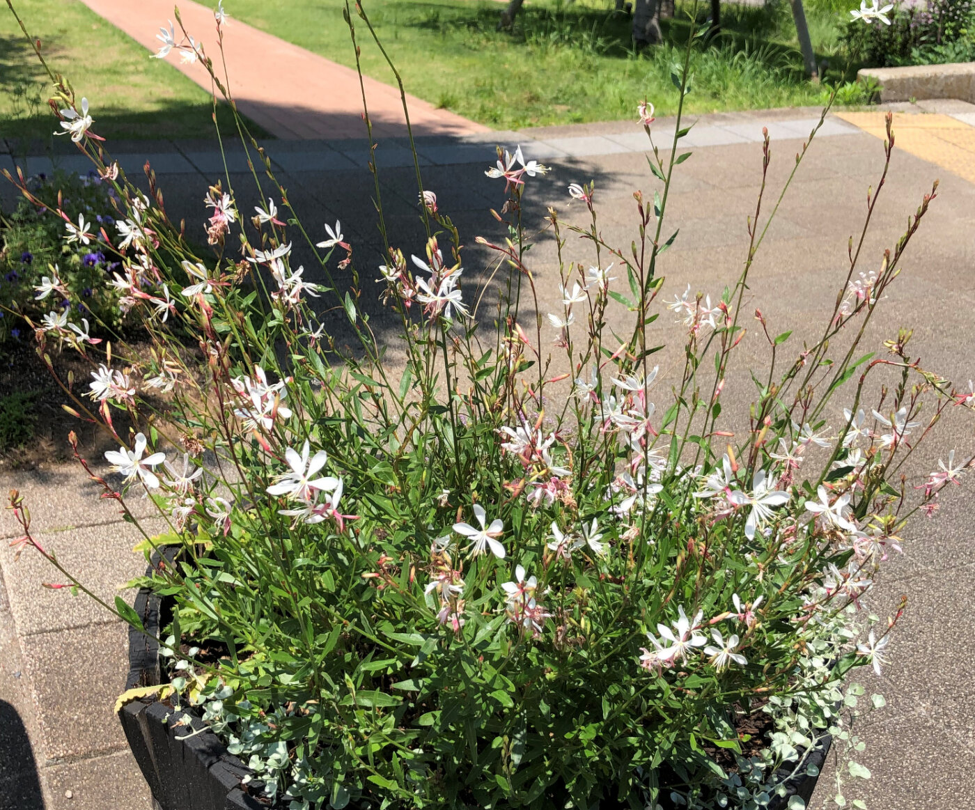 6～7月のガーデン風景と花の名前 | 季節の植物 | ガーデン情報 | 豊洲 