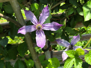 クレマチス　流星 Clematis 'Ryusei'/ 花びらの先が紫になる花姿が特徴 / 遊具横ボーダーガーデン