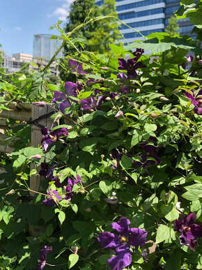 クレマチス ロマンティカ Clematis 'Romantika / 黒に近い濃い紫で花付きの良い中輪のクレマチス / 遊具横ボーダーガーデン