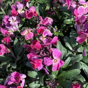 チェイランサス  パープルバイカラー Cheiranthus F1 Suger Rush / 夏越しができれば次の春も咲く。アブラナ科 / メインガーデン *豊洲産