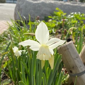 スイセン タリア Narcissus triandrus 'Thalia' / 透き通るような白さが美しい
