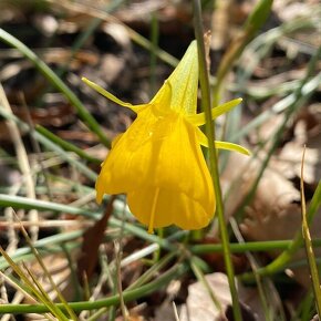 ミニスイセン バルボコディウム  Narcissus bulbocodium / 草丈は10cmほど。英名はフープペチコート。別名ペチコートスイセン