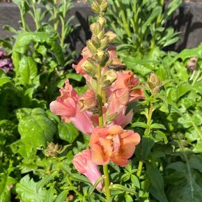 キンギョソウ ブロンズシェード Antirrhinum majus Twinny Bronze Shades / 半八重咲きで黄色からオレンジのグラデーション / フロントガーデン *豊洲産