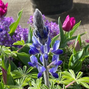 傘咲きルピナス Lupinus hirsutus / 原種系のルピナス。種のさやもブルーになる