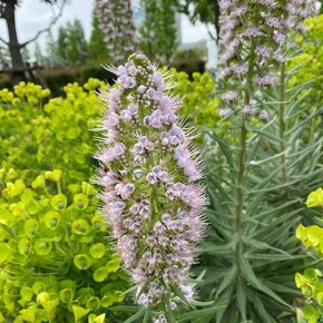 エキウム ファスツオサム’Echium fastusum’ / 巨大に育つ多年草。シルバーグレーの葉 / 石積みガーデン *豊洲産