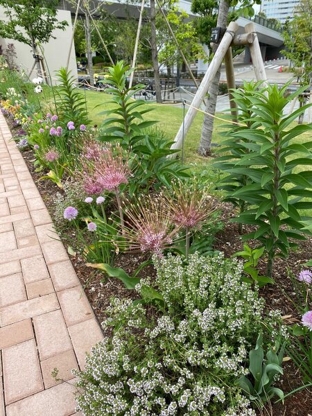 巨大な線香花火のような花は種姿も美しいアリウム シューベルティ