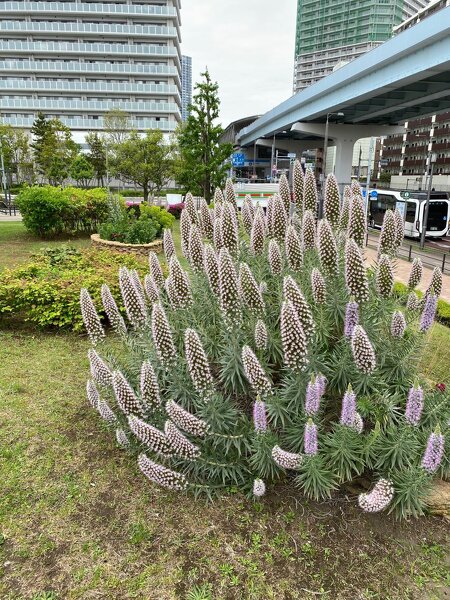 石積みガーデン / 低木のようになる多年草のエキウムが咲き始めました