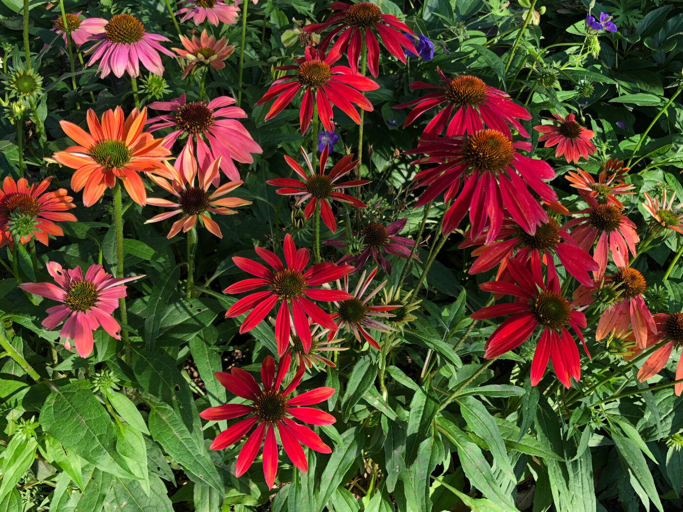 6～7月のガーデン風景と花の名前 | 季節の植物 | ガーデン情報 | 豊洲
